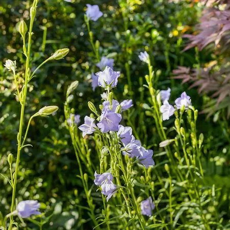 Magdalena Altossiach