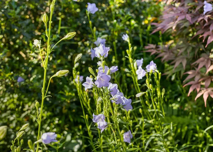 Magdalena Altossiach